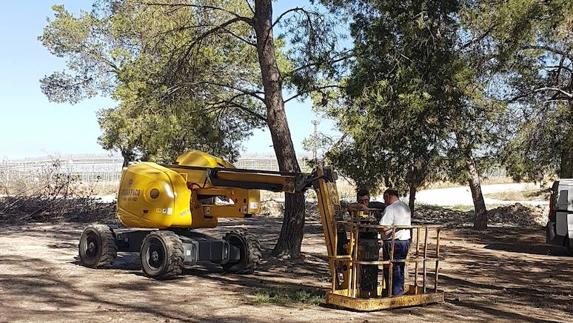 Labores de mantenimiento y jardinería en el pinar de la pedanía de El Donadío