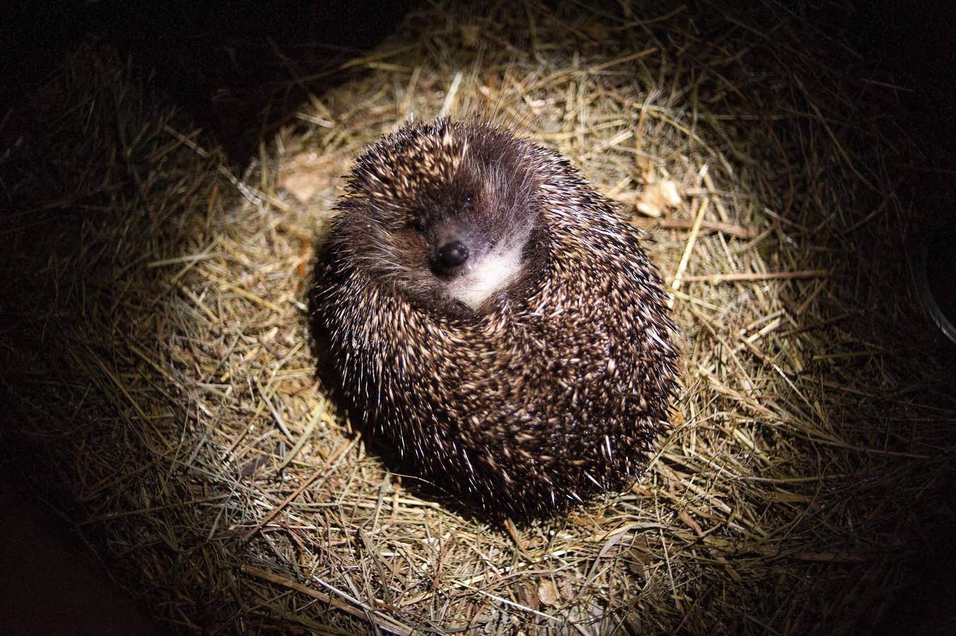 Un erizo bobinas en una caja en el centro de atención de la Fundación Kuziomski Igliwiak para los erizos en Cracovia, Polonia.
