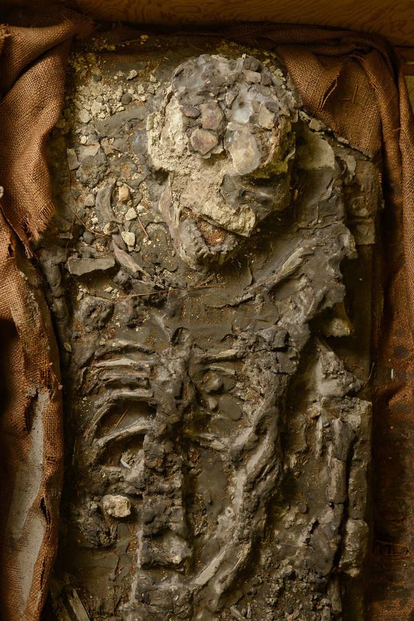 La parte superior del cuerpo y el cráneo de 6.500 años de edad, esqueleto humano, descubierto en el sótano del Museo Penn en Filadelfia, Pennsylvania.