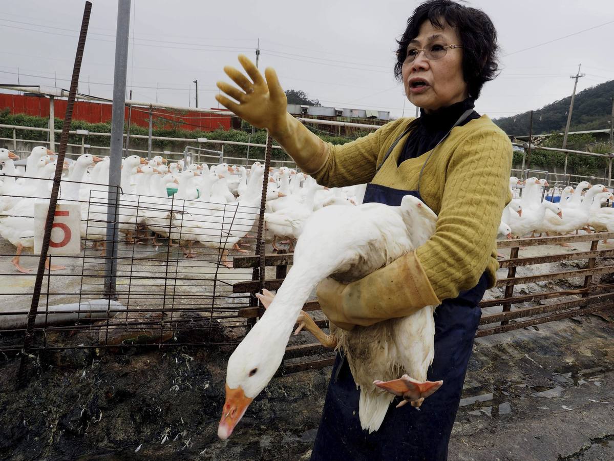 Wu Lan-hsiang, Propietaria de la granja de Aves Bali Geese, Sujeta UN ejemplar mientras espera la llegada de los Trabajadores Sanitarios para proceder a la desinfección del Lugar, en Taipei (Taiwán).