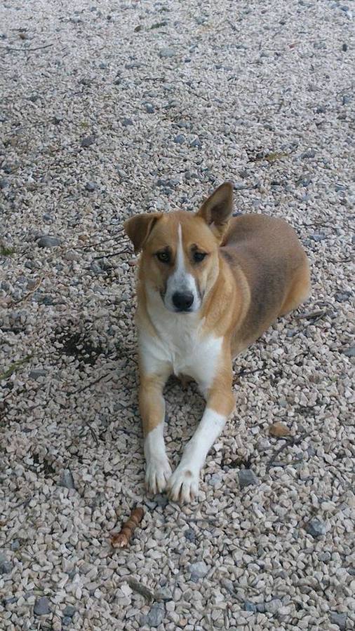 Missy lleva ya varios meses con Iulia, busca una familia que le adopte.