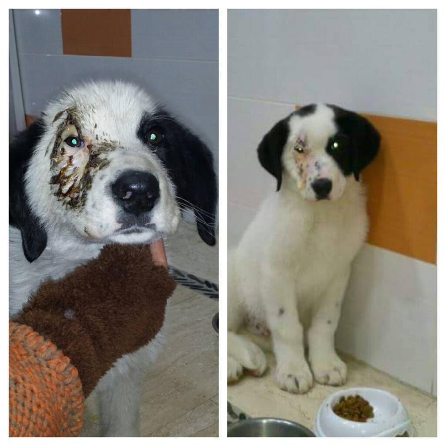 El antes y el depués de Phantom, cachorro de tres meses.