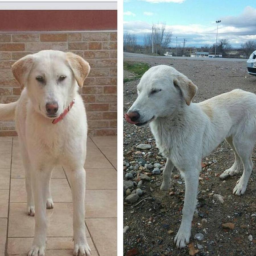 El antes y el depués del cruce de labradora.