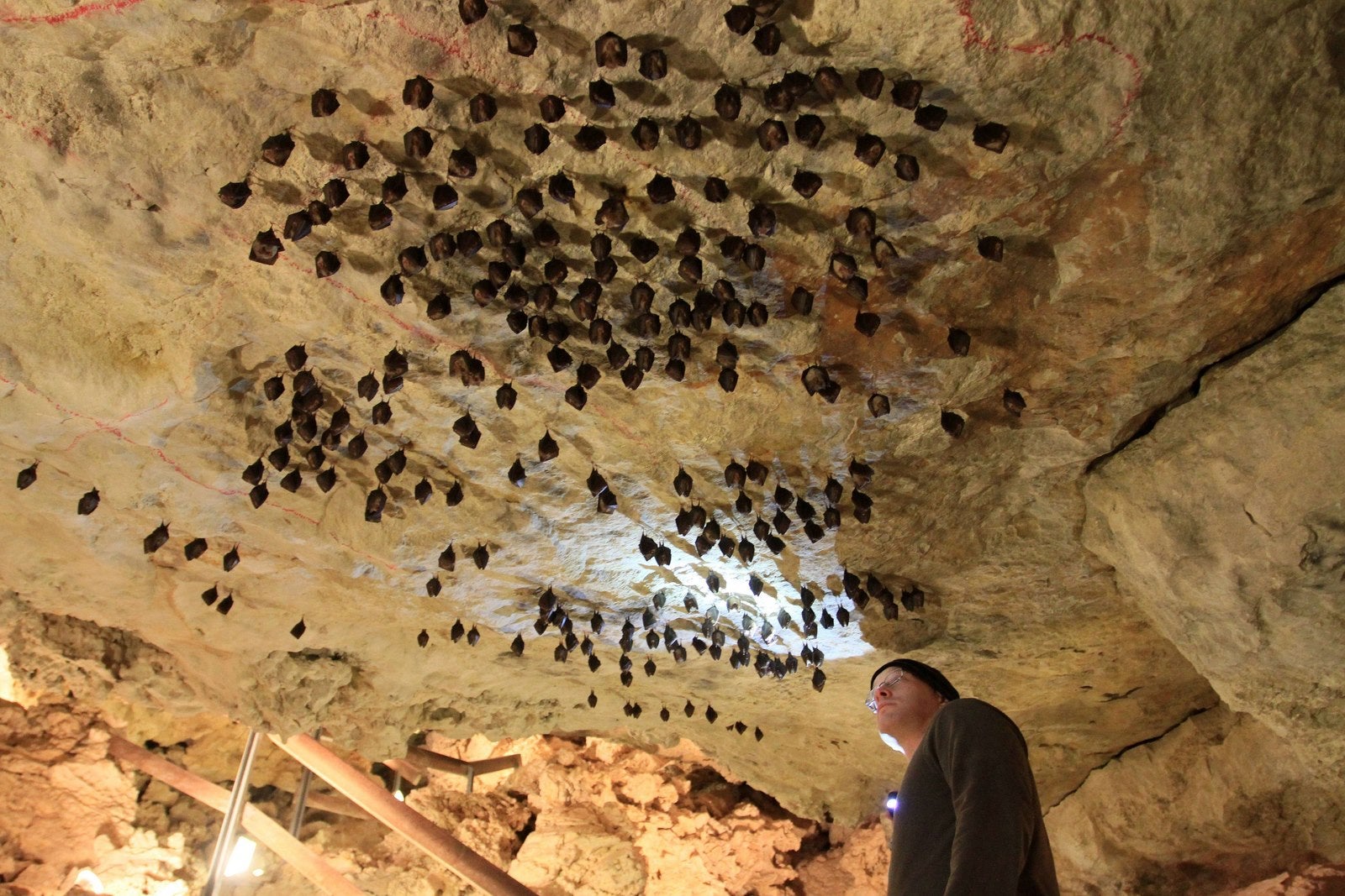Murciélagos se cuelgan desde el techo de una cueva en Mikulov, República Checa.