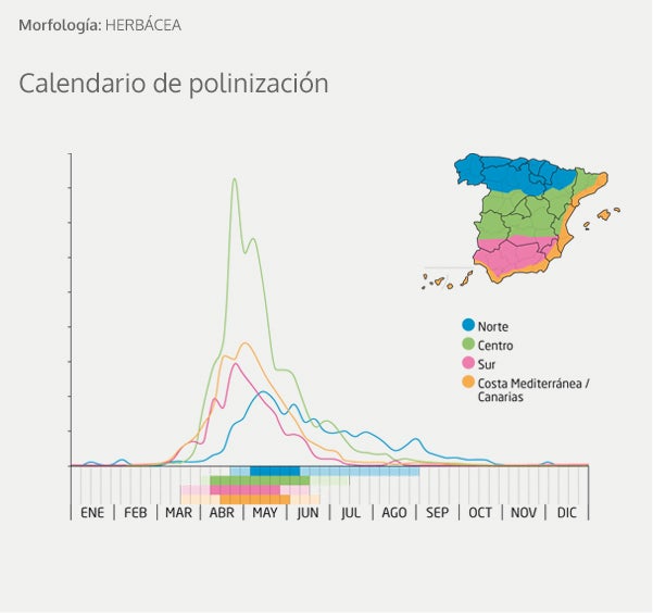 Alergia al polen: Calendario, mapa y zonas de polinización para olivo, gramíneas y otras plantas problemáticas
