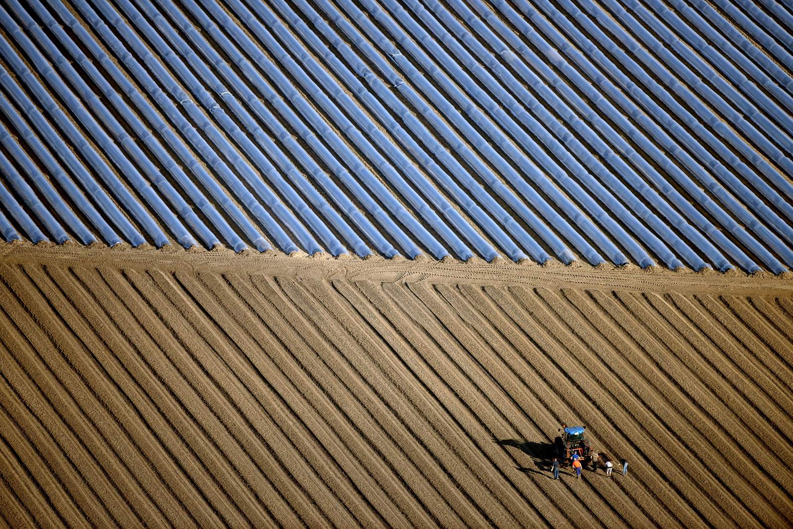 Los agricultores preparan un campo de espárragos para cubrirlo con hojas de plástico cerca de Beelitz, el este de Alemania, como los agricultores utilizan lámina de cubierta que son capaces de crecer y cosechar las verduras antes y más rápido de lo habitual.