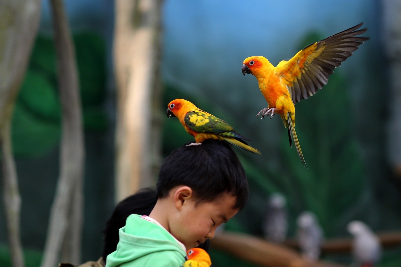 Parque zoológico de Kunming al suroeste de China.