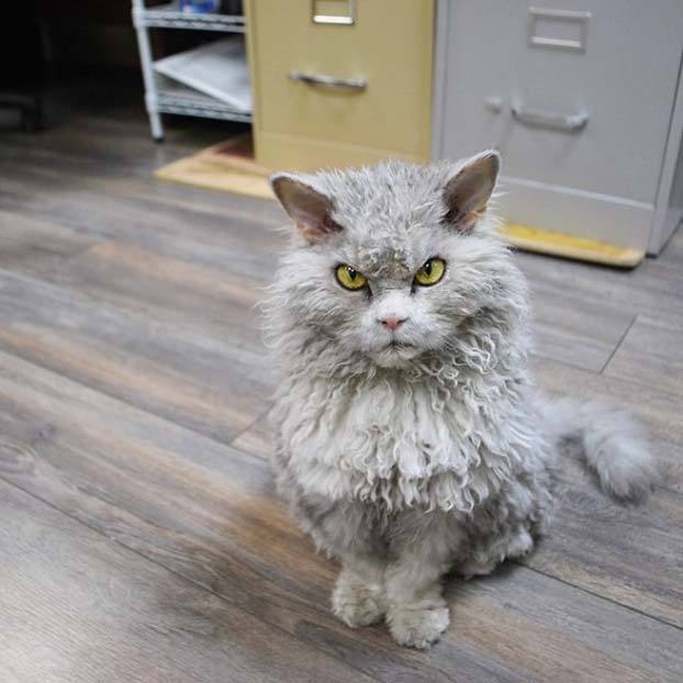 Albert, un gato-oveja con cara de malas pulgas