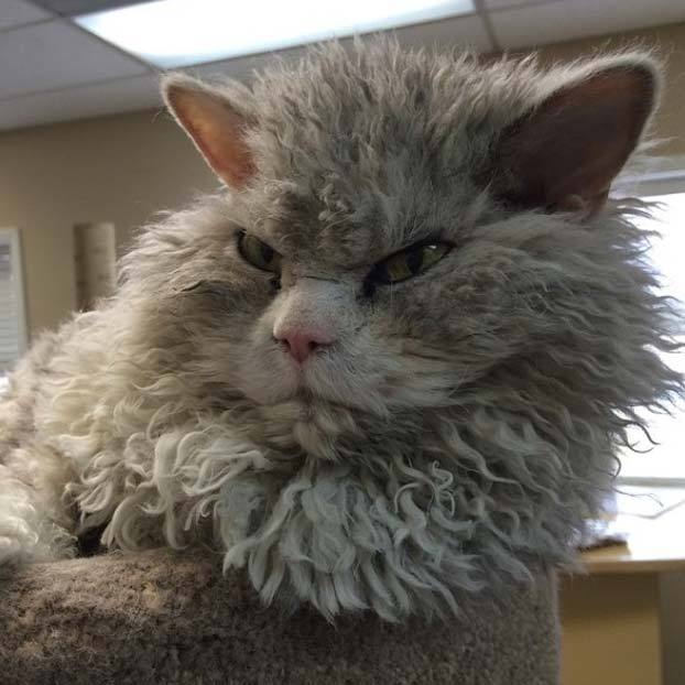 Albert, un gato-oveja con cara de malas pulgas
