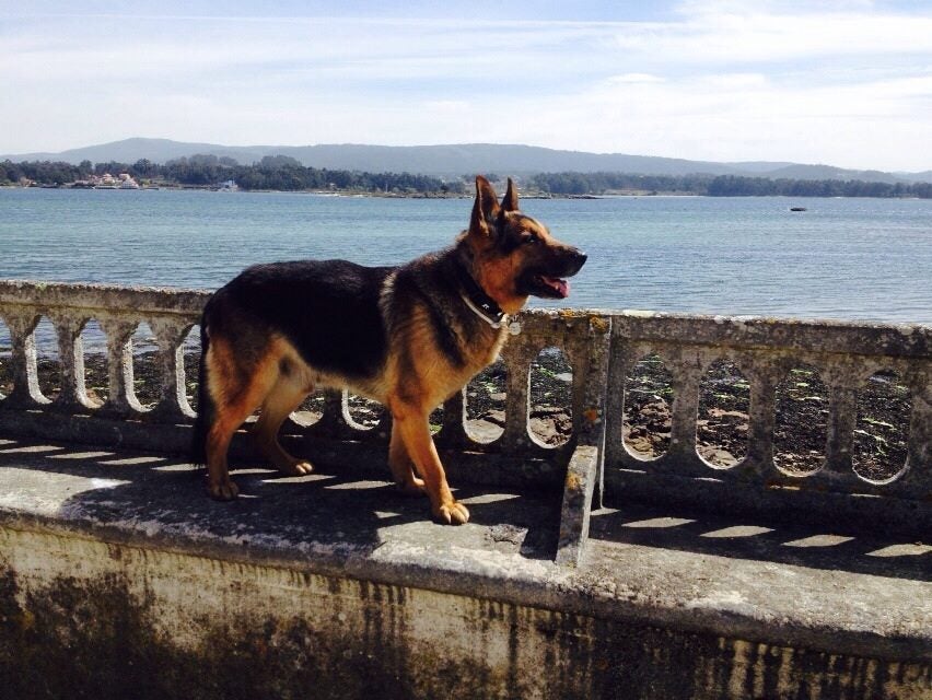 Rei, el primer perro que consiguió adopción gracias al proyecto 'Perros policía jubilados'.