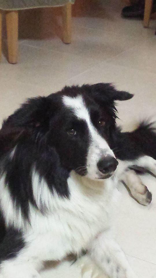 Boss es un border collie.