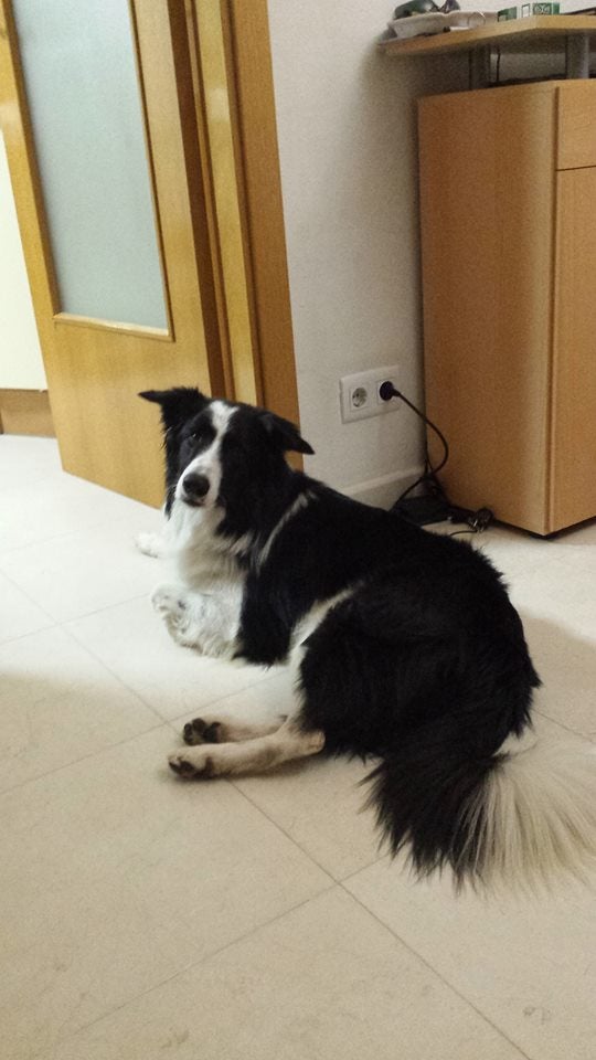 Boss es un border collie.