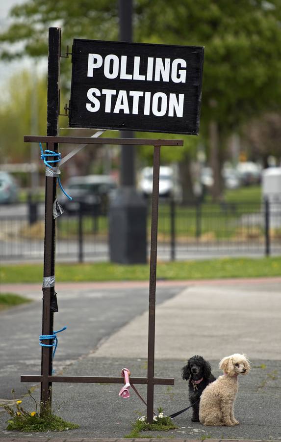 Dos perros esperan a su dueño que está votando en un colegio electoral de Hull, al noroeste de Inglaterra.