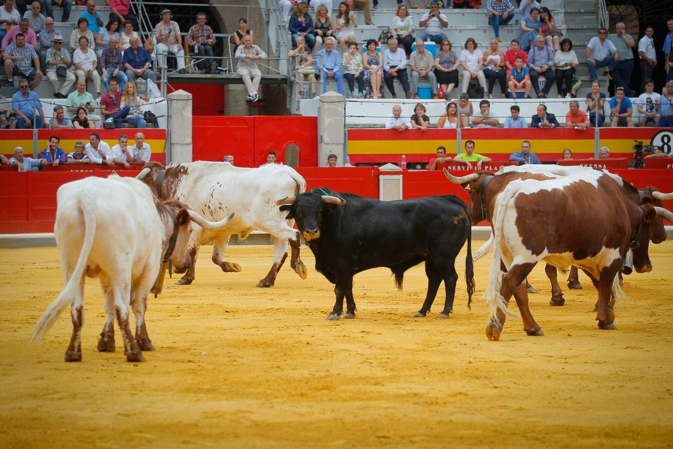 Padilla sale a hombros en la tercera del Corpus