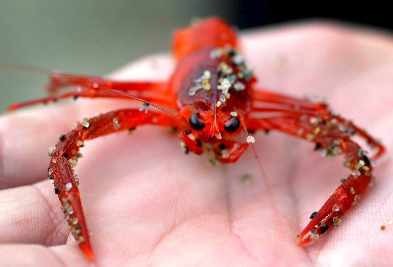 Miles de cangrejos de atún rojo invaden la costa en Dana Point (California)