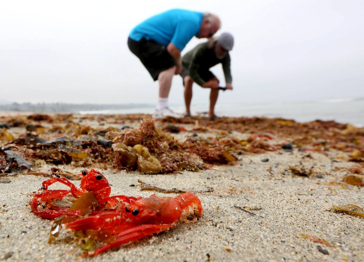 Miles de cangrejos de atún rojo invaden la costa en Dana Point (California)