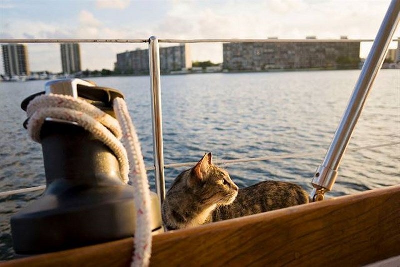 Dejan su monótona vida para recorrer el mundo en un barco con su gato