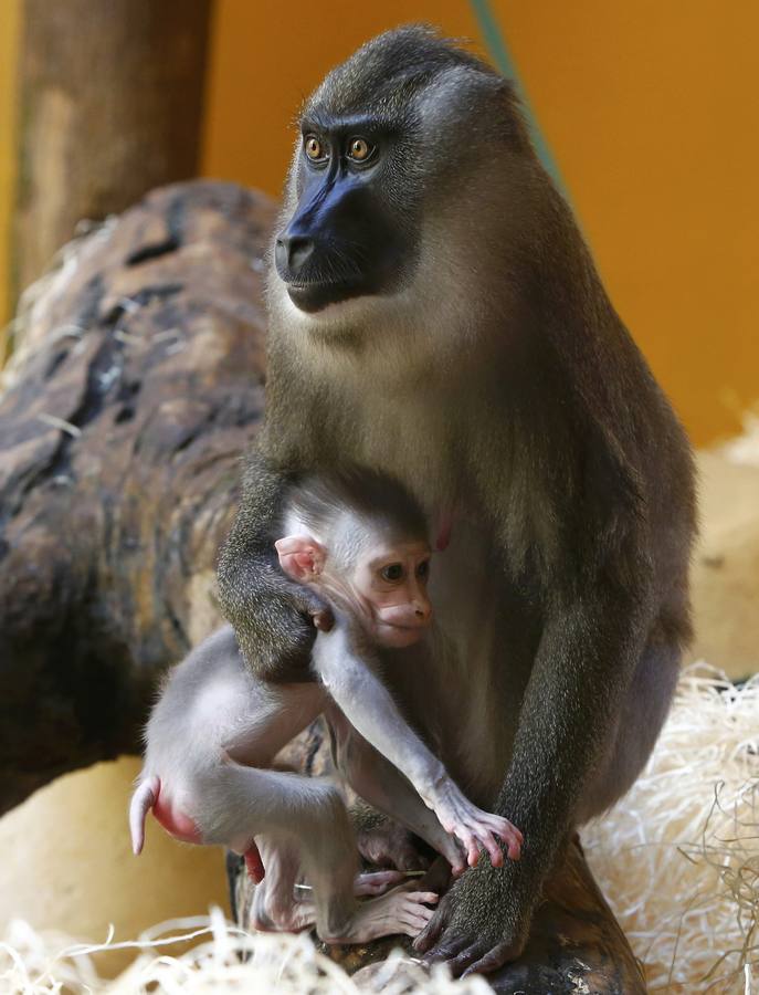 El primer mes de Pinto en el zoo