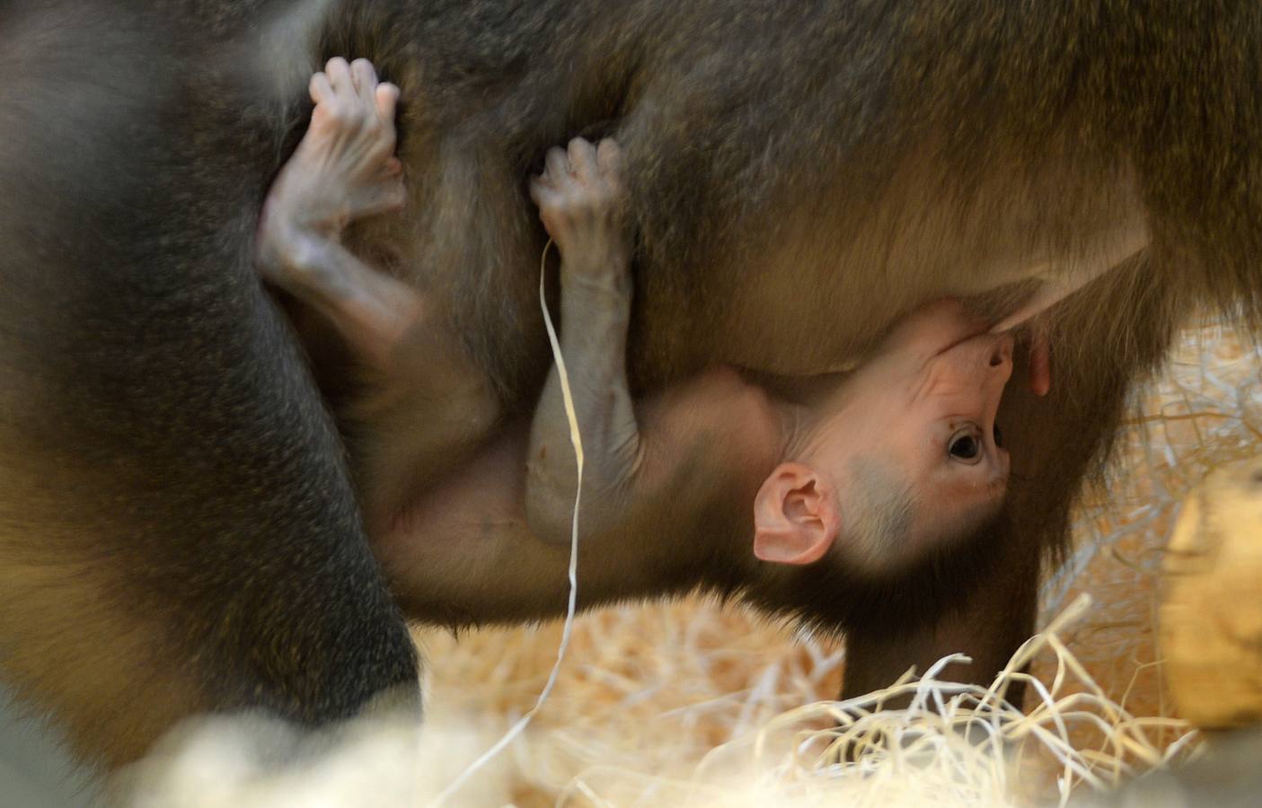 El primer mes de Pinto en el zoo