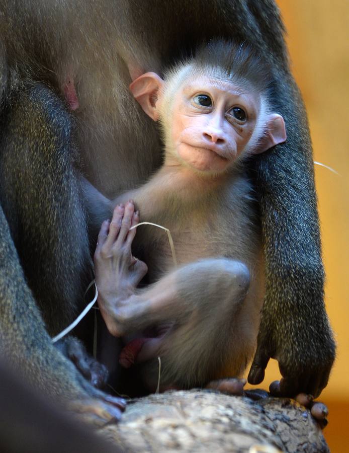 El primer mes de Pinto en el zoo