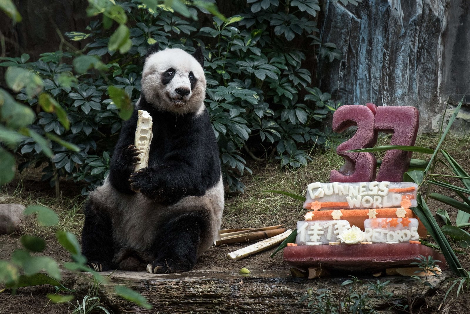 El panda gigante Jia Jia come bambú junto a su tarta hecha de helado y fruta para celebrar su 37 cumpleaños en un parque de atracciones en Hong Kong.