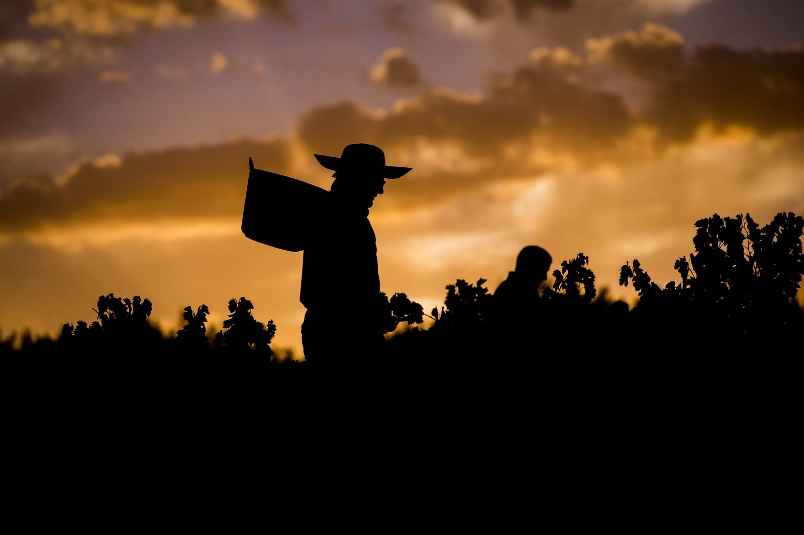 Recogida de la uva con denominación Montilla Moriles en la localidad cordobesa de Montilla, que soportan las altas temperaturas de cuarenta grados de la provincia , condición meteorológica para el secreto de estos caldos, pero que por otra parte también van a mermar un 13 por ciento su producción este año.
