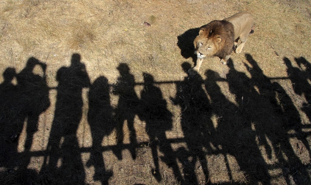 Un león anda en su recinto en el Safari Park Taigan en la ciudad de Belogorsk, Crimea.