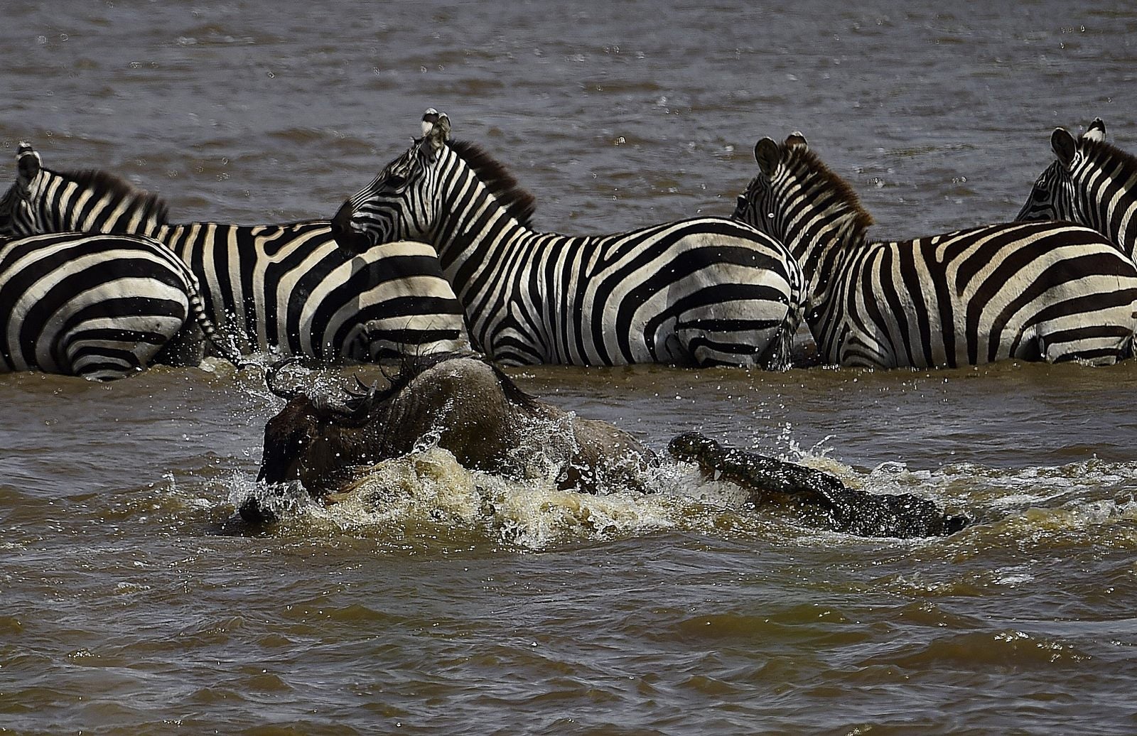 Un cocodrilo ataca a un ñu en en Masai Mara.