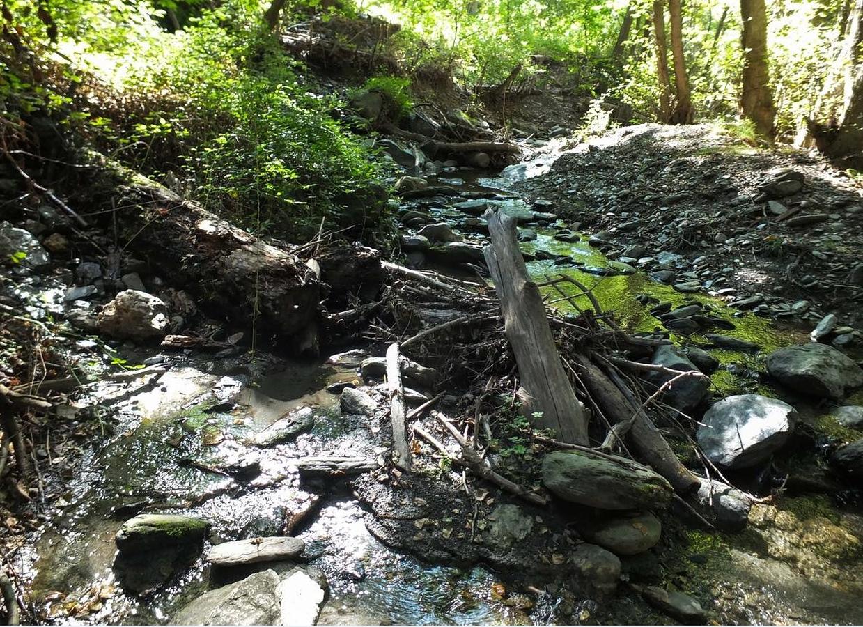 Jerez del Marquesado. Troncos en el cauce del barranco de Alcázar.