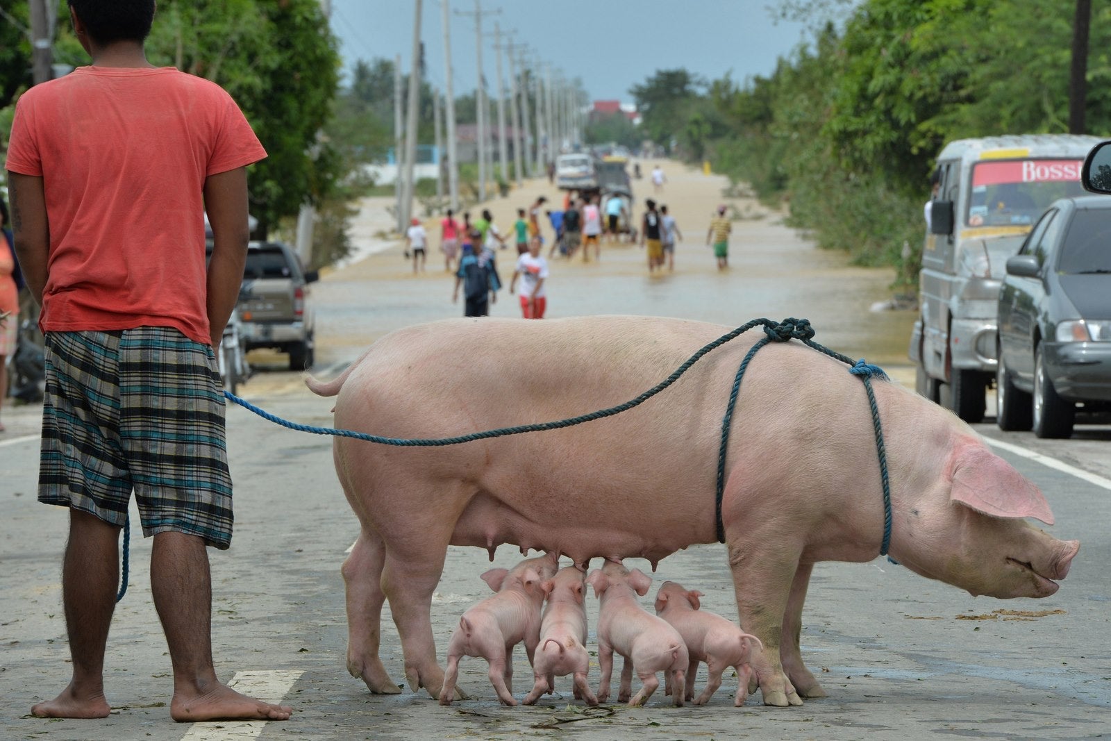 Un residente se coloca con sus lechones lactantes rescatados en una carretera inundada en la ciudad de Santa Rosa, provincia de Nueva Ecija, al norte de Manila.