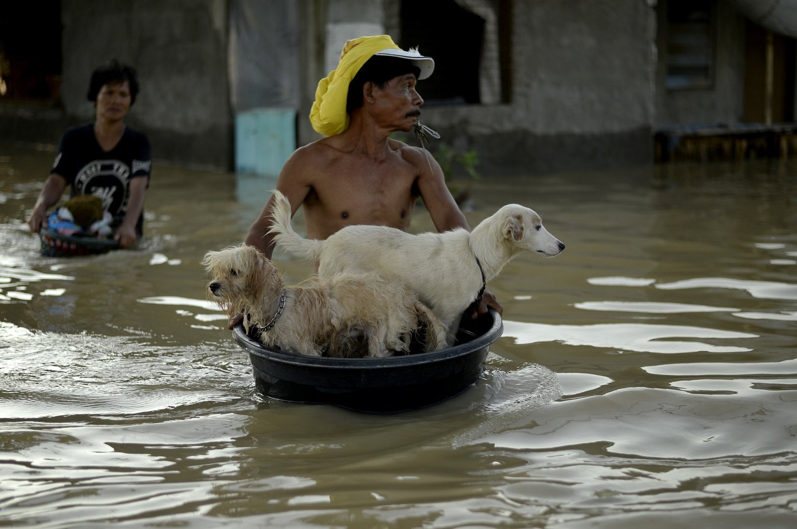 Un hombre evacua sus perros en Calumpit, provincia de Bulacan.