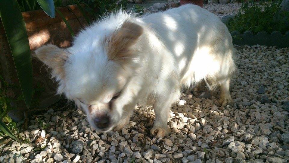 &quot;Solo quiero saber quién ha sido capaz de abandonarla&quot;