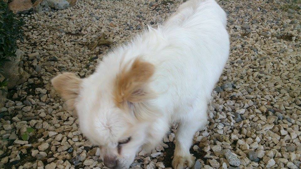 &quot;Solo quiero saber quién ha sido capaz de abandonarla&quot;