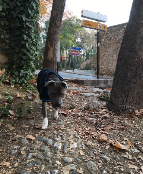El &#039;encantador de perros&#039; disfruta de la Navidad en Granada