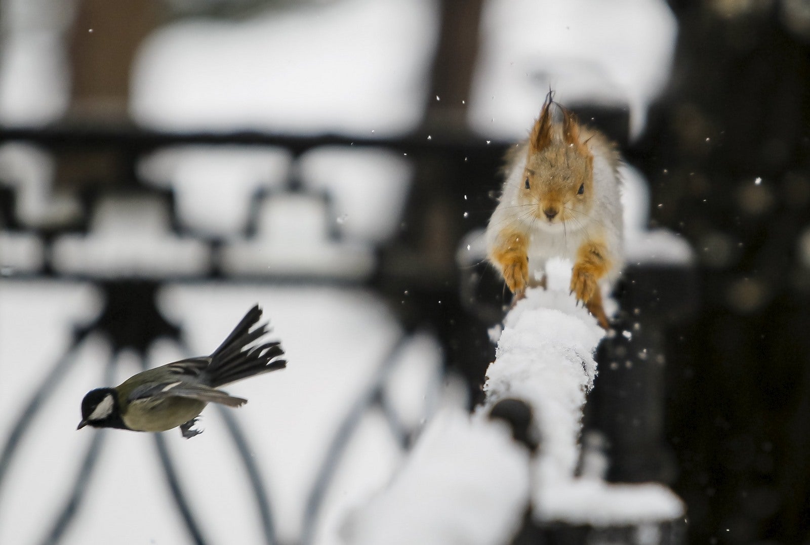 Un pájaro tomtit vuela al ver una ardilla corriendo en una valla después de una nevada en un parque en Almaty, Kazajstán.
