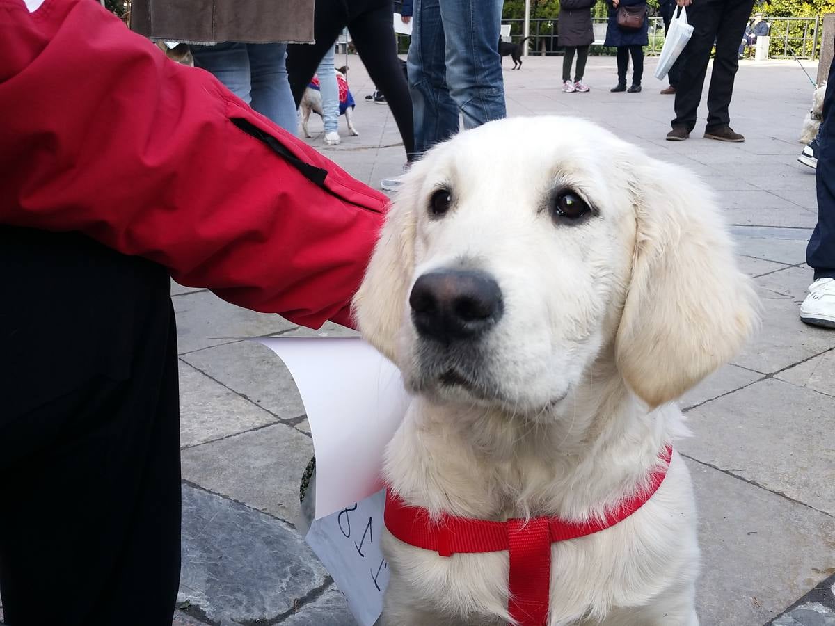 Más de 550 perros participan en la I Marcha Perrestre en defensa de la adopción