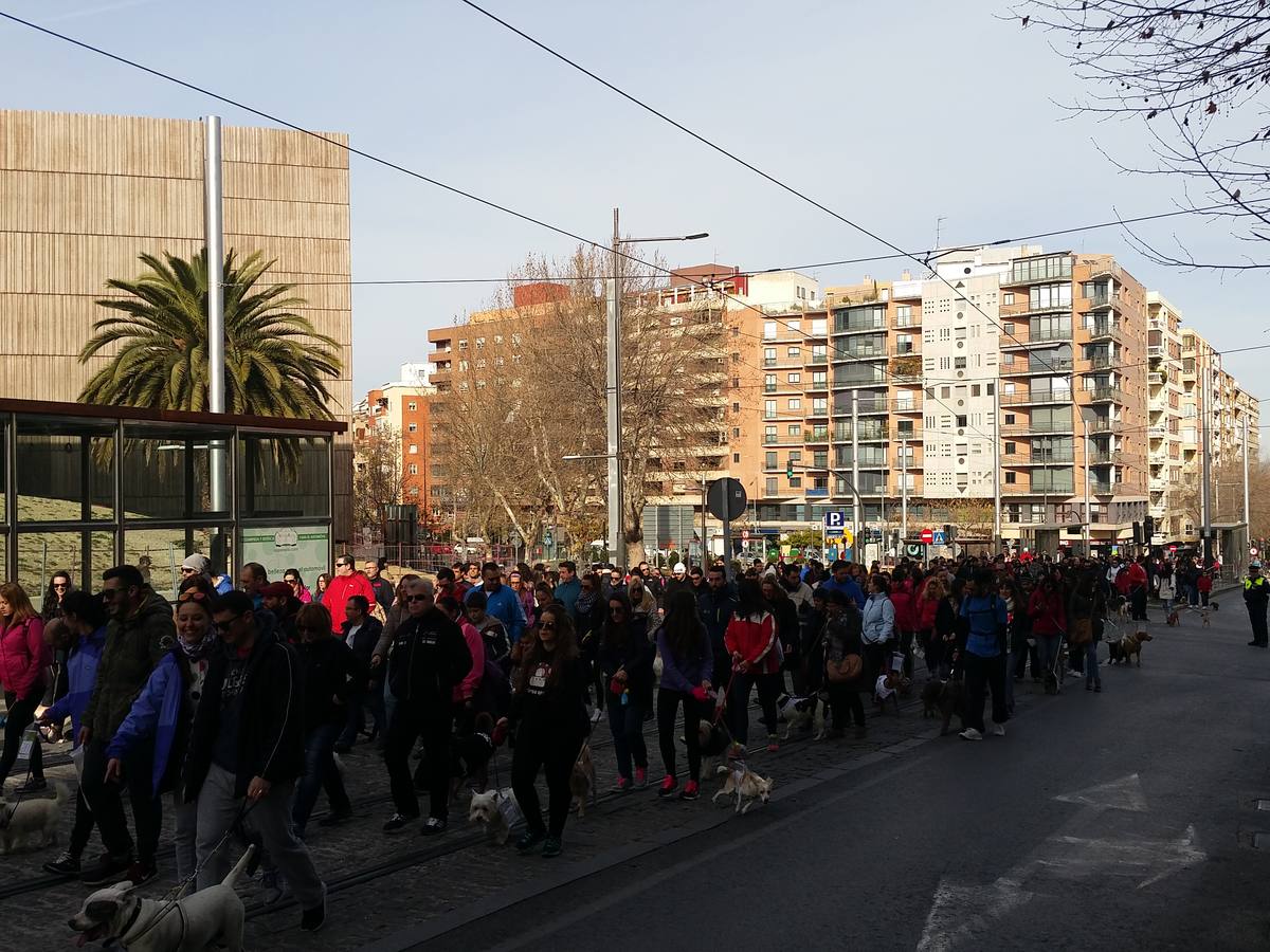 Más de 550 perros participan en la I Marcha Perrestre en defensa de la adopción