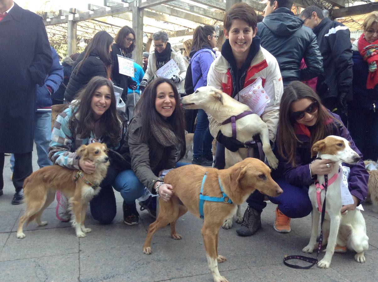 Más de 550 perros participan en la I Marcha Perrestre en defensa de la adopción