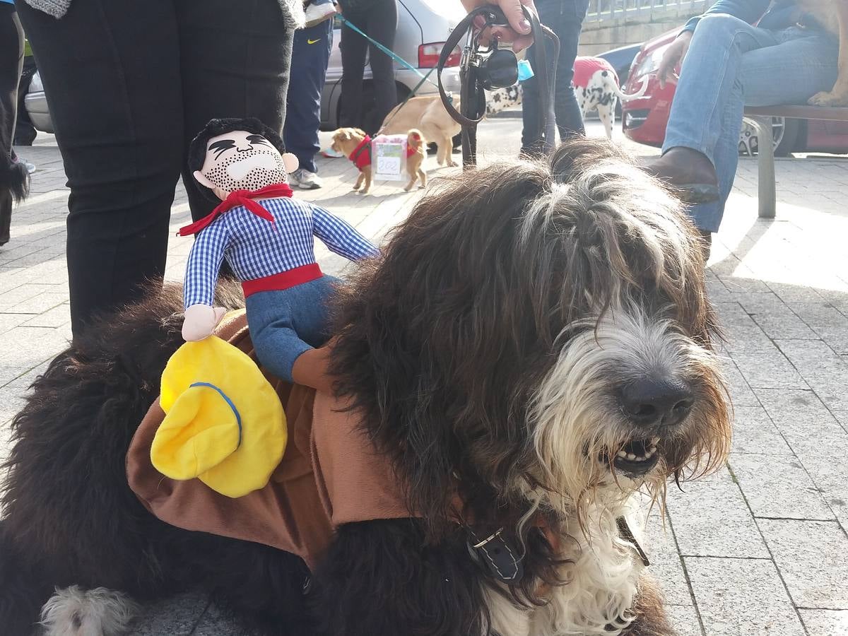 Más de 550 perros participan en la I Marcha Perrestre en defensa de la adopción