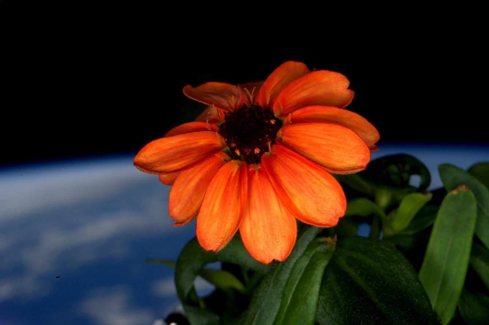 Foto tomada por el astronauta estadounidense de Scott Kelly a bordo de la Estación Espacial Internacional muestra un zinnia en flor, oor primera vez en el espacio.