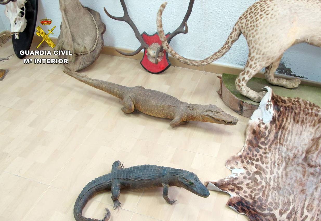 Decomisan 13 animales disecados en una tienda de antigüedades de Santomera