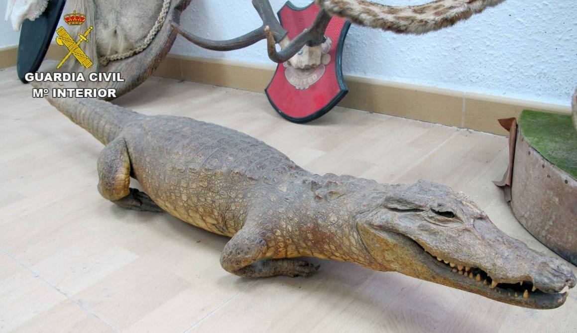 Decomisan 13 animales disecados en una tienda de antigüedades de Santomera