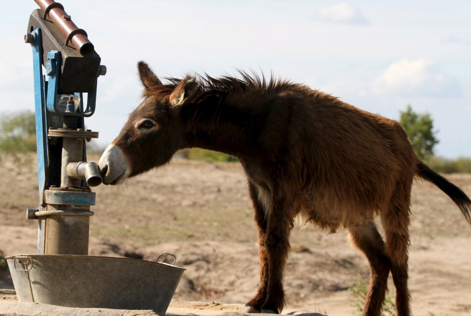 Un burro busca de agua a un pozo seco en Masvingo rural.