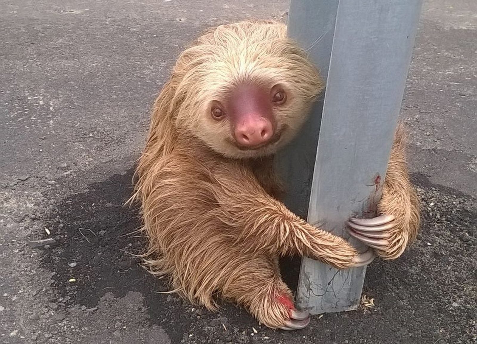 Un perezoso se aferra al cargo de una barrera de tráfico en una carretera, en Quevedo, Ecuador.