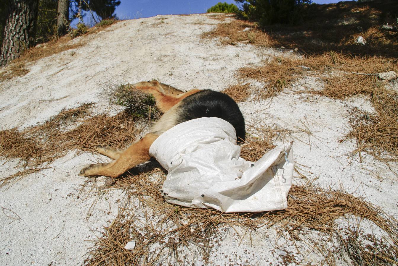 &quot;La Guardia Civil bajó el nivel de alerta al decir que se trataba de un perro muerto&quot;