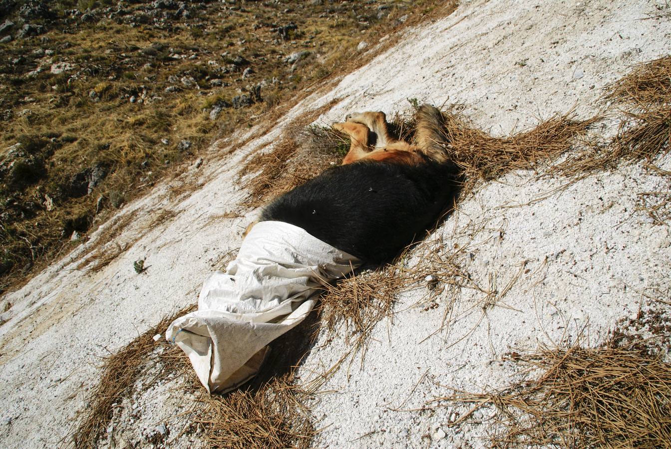 &quot;La Guardia Civil bajó el nivel de alerta al decir que se trataba de un perro muerto&quot;