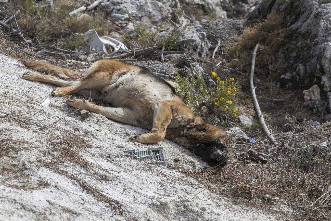 &quot;La Guardia Civil bajó el nivel de alerta al decir que se trataba de un perro muerto&quot;