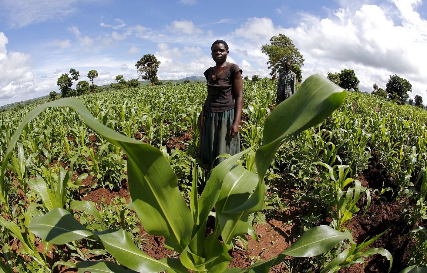 Agricultores de subsistencia de Malawi tienden sus campos cerca de la capital Lilongwe, Malawi.