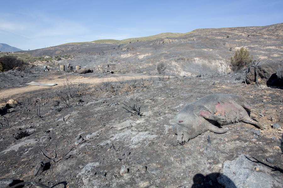 Desolación en la Alpujarra