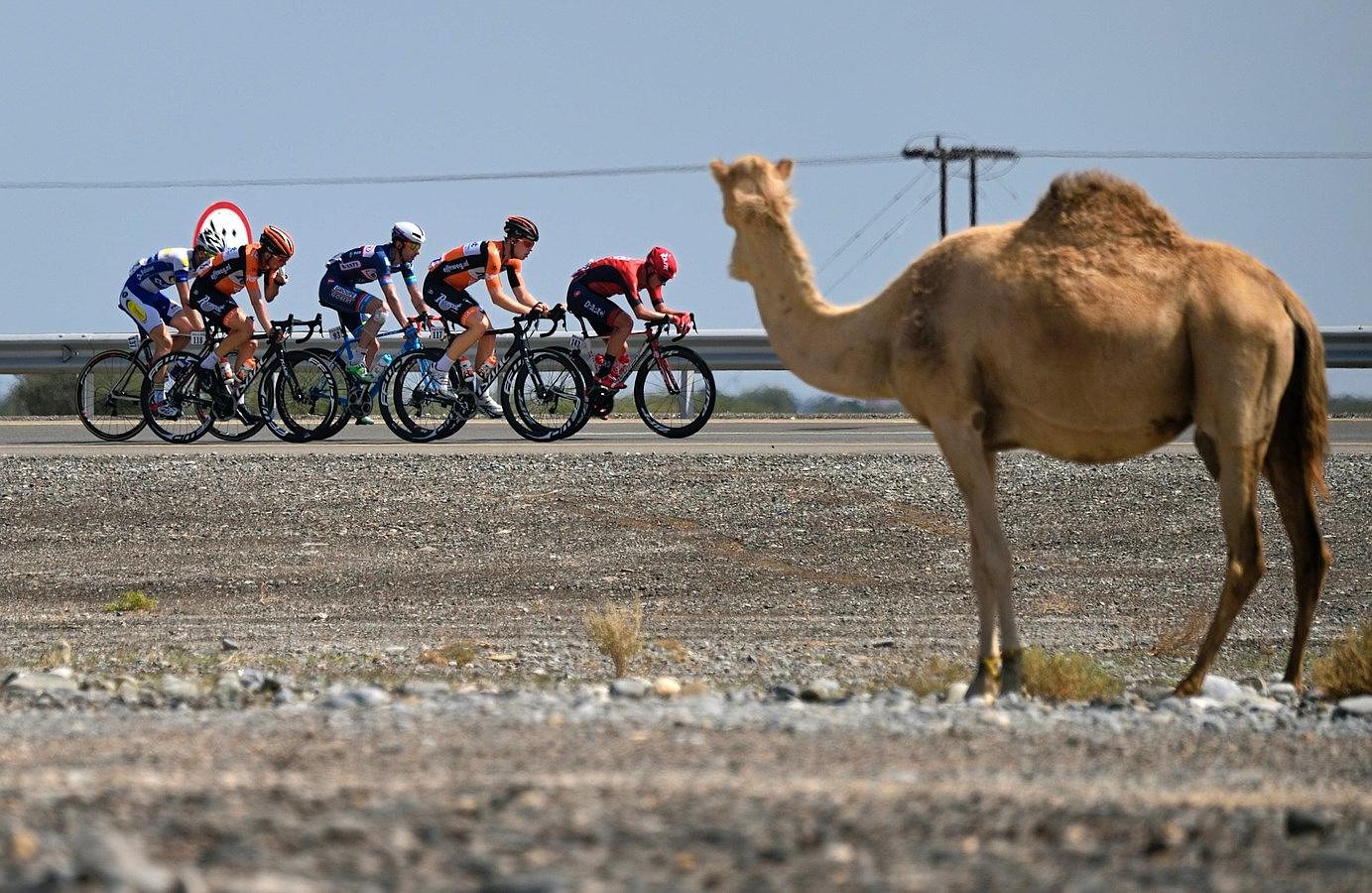 Los ciclistas pasan delante de un camello durante la tercera etapa del séptimo Tour ciclista de Omán entre Al-Sawadi Beach y Naseem Park.